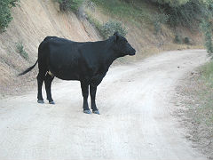 Bovine in the Road